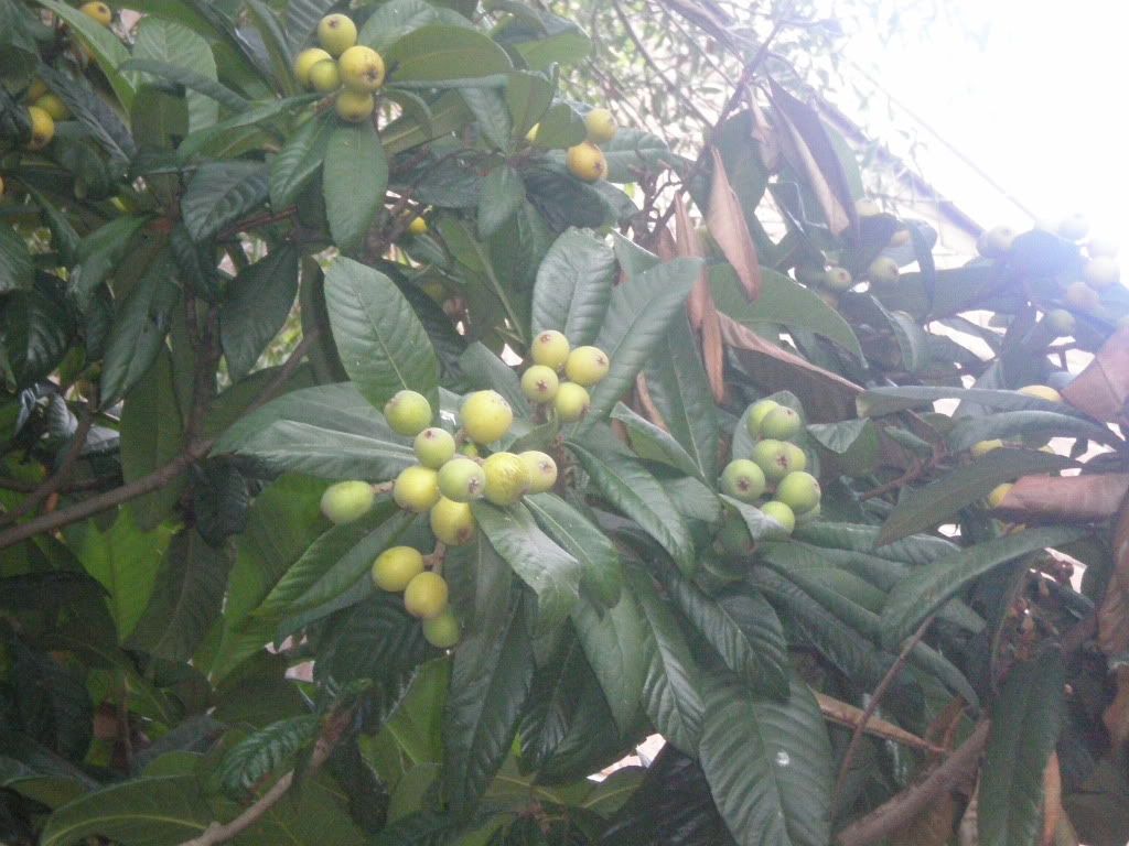 Fruit Trees Home Gardening Apple, Cherry, Pear, Plum Where To Buy